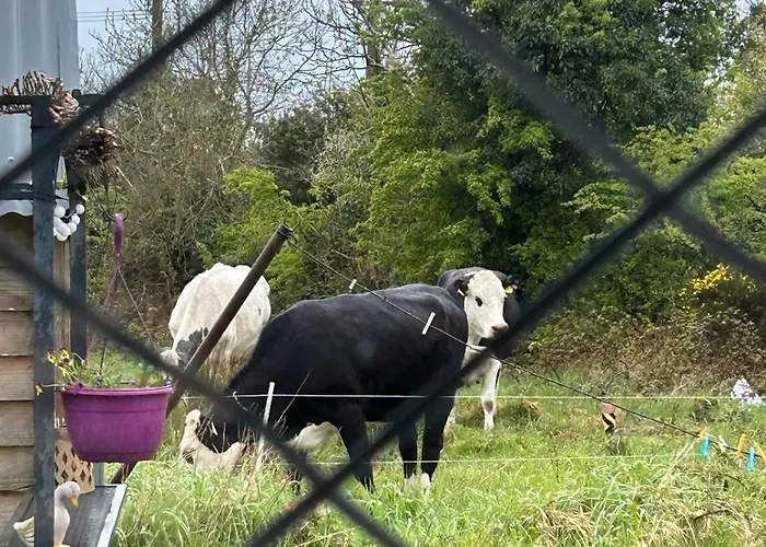 別荘 Katie's Cosy Ballyjamesduff